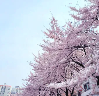 서울 벚꽃 명소 추천 베스트10_2