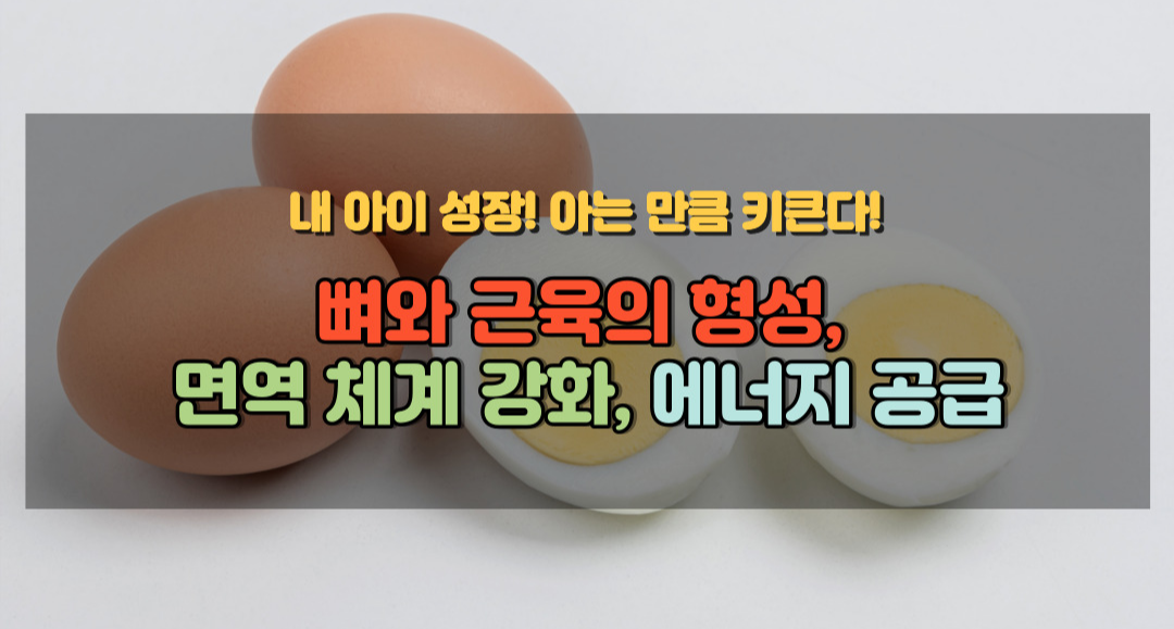 계란흰자의 역할