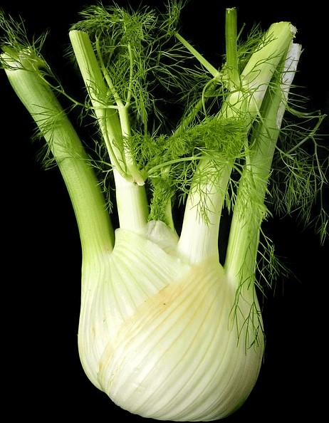 검정 바탕에 커다란 펜넬 1개가 있다. 구근은 하얗고 뭉둑하며 줄기는 4개로 가느다란 초록 잎들이 있다.