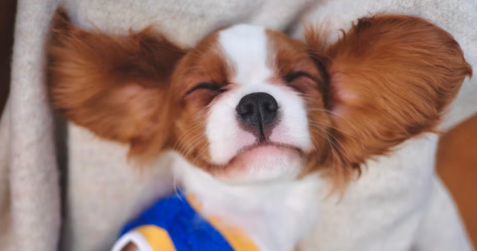 강아지가 핥는 이유 이미지