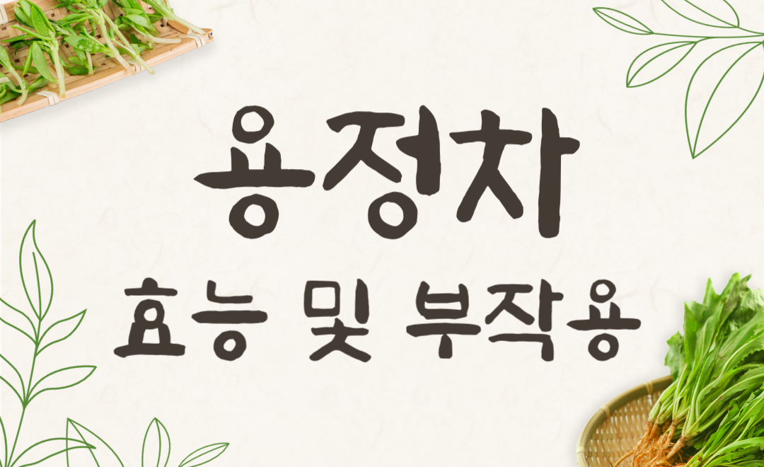 용정차 효능과 부작용, 녹차와 보이차 차이점 비교