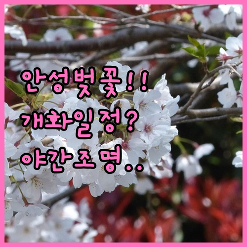 안성 벚꽃 여행 코스 개화 예상일 야..