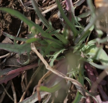 씀바귀 효능과 부작용 먹는법 고르는법