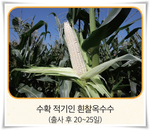 비타민 B, 철분, 식이 섬유가 풍부한 옥수수 재배하기!