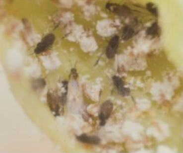 때죽납작진딧물