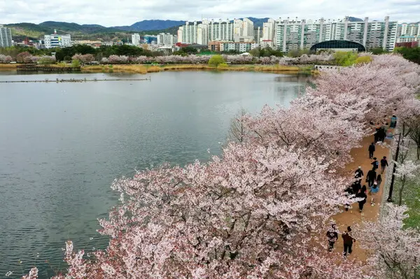 수원 만석공원 벚꽃