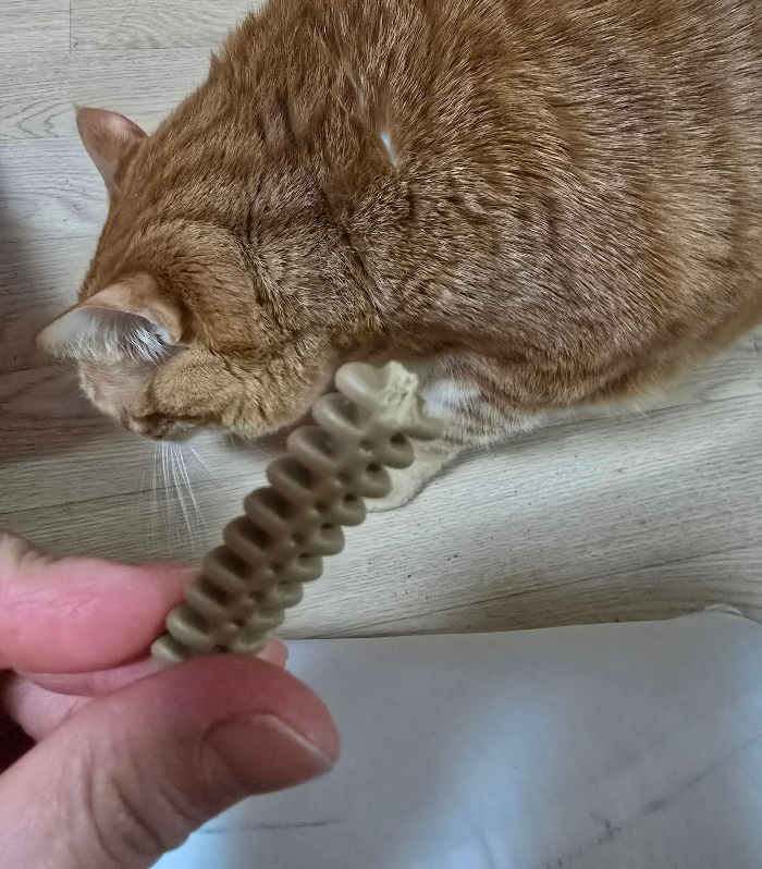 고양이 껌 닥터페트라 캣즐2