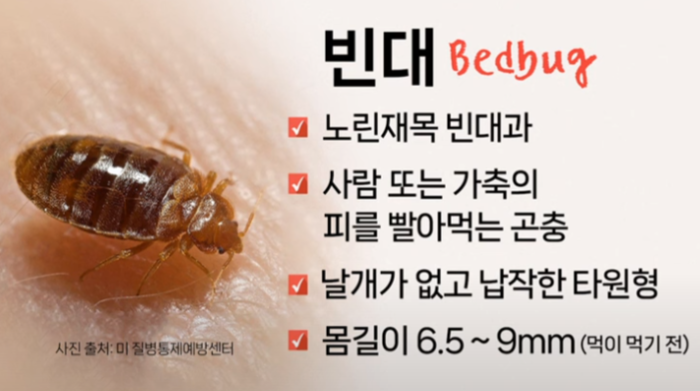 빈대특징
