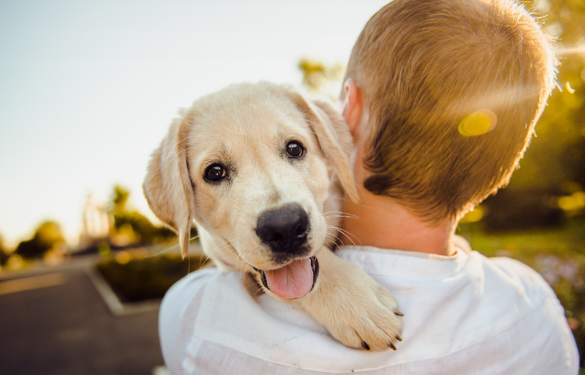 남자에게 안겨 활짝웃는 리트리버