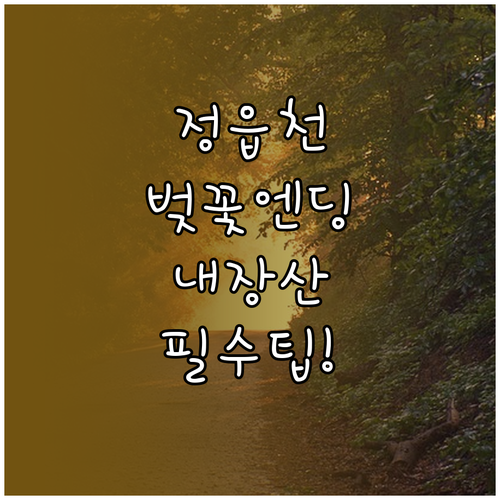 정읍천 벚꽃길 산책 코스와 내장산 단..