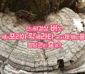 세리포리아-락세라타-균사체-배양물-효능
