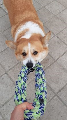 개가-줄을-물고-놓아주지-않는-모습