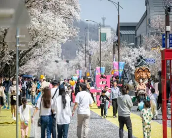 안동 벚꽃축제_4