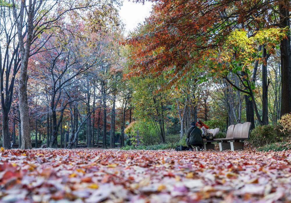 반려견과 가기 좋은 서울 가을 산책 코스