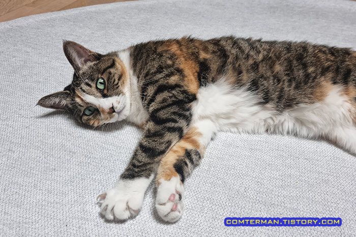 펫코지 펫러그 고양이 애착러그