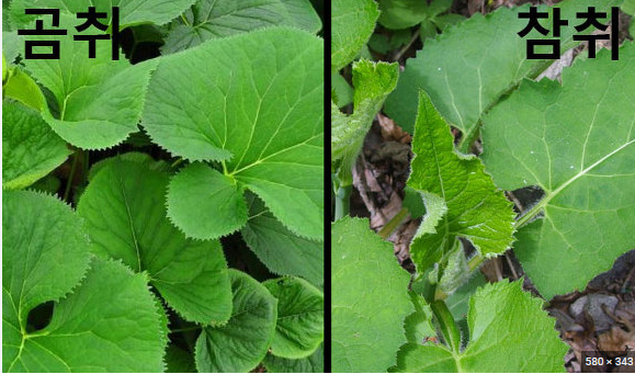 3월에 먹으면 좋은 제철 음식(봄철 음식) - 취나물편 (효능, 취나물이 들어가는 음식)