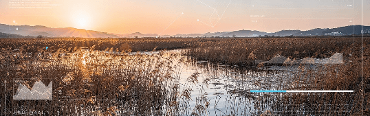 억새와 갈대 차이점 알아보기