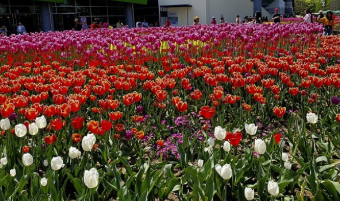 고양국제꽃박람회