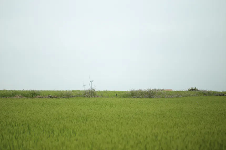청보리밭 사이를 걷는 여행자의 실루엣