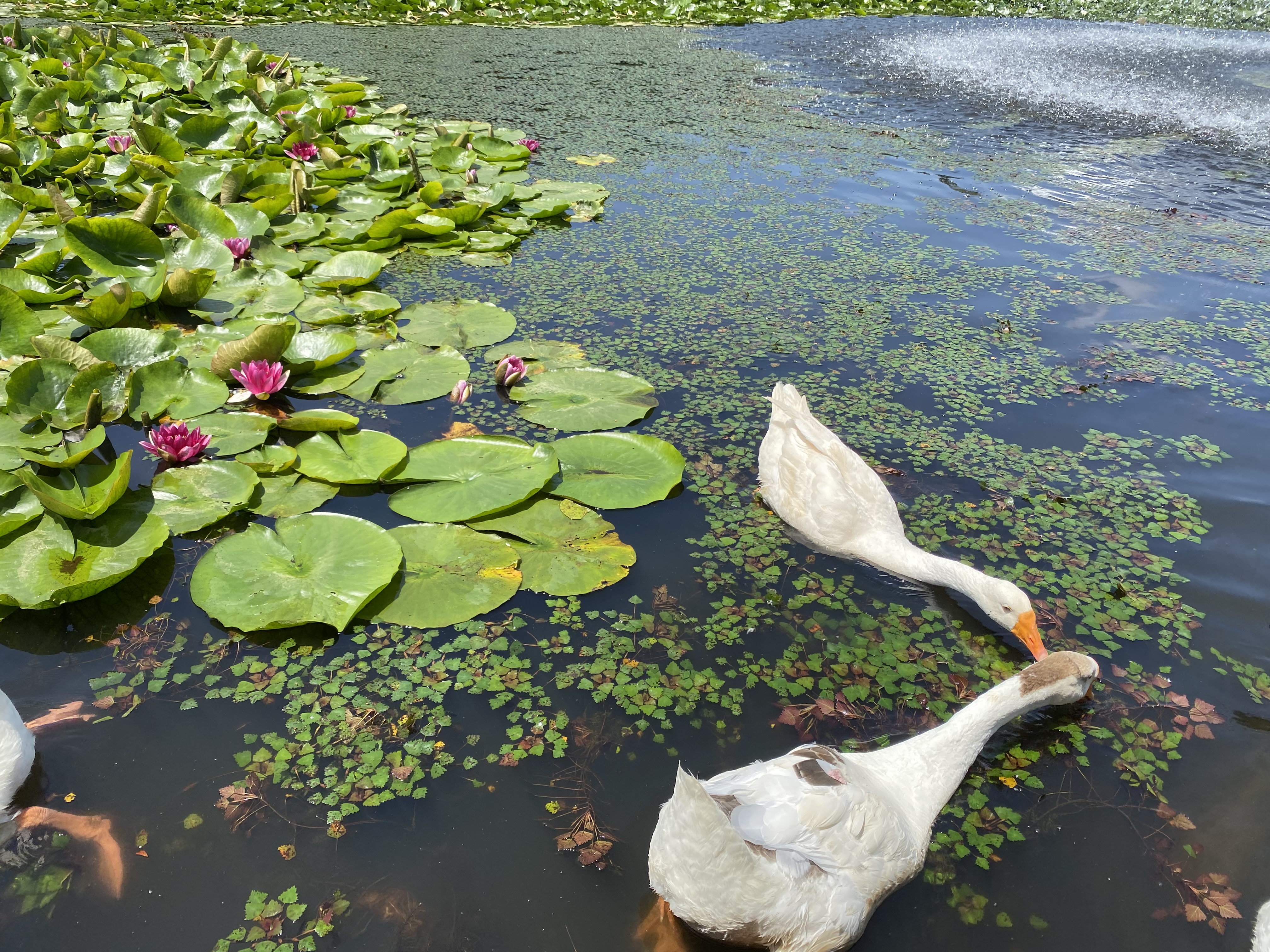안성맞춤랜드 오리들