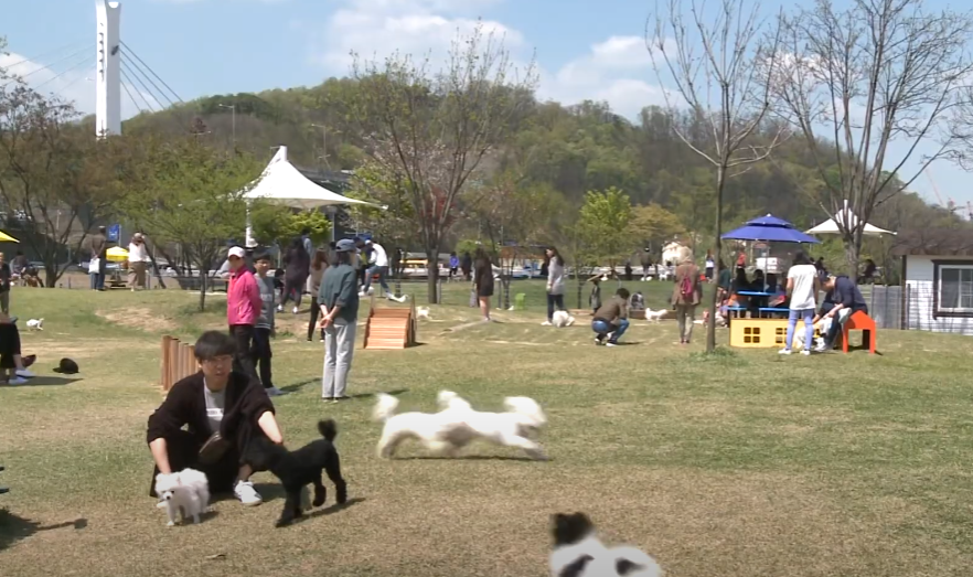 용인 반려견 놀이터