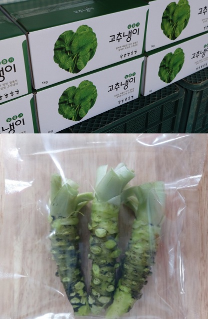 철원-고추냉이-정가농원-고추냉이잎