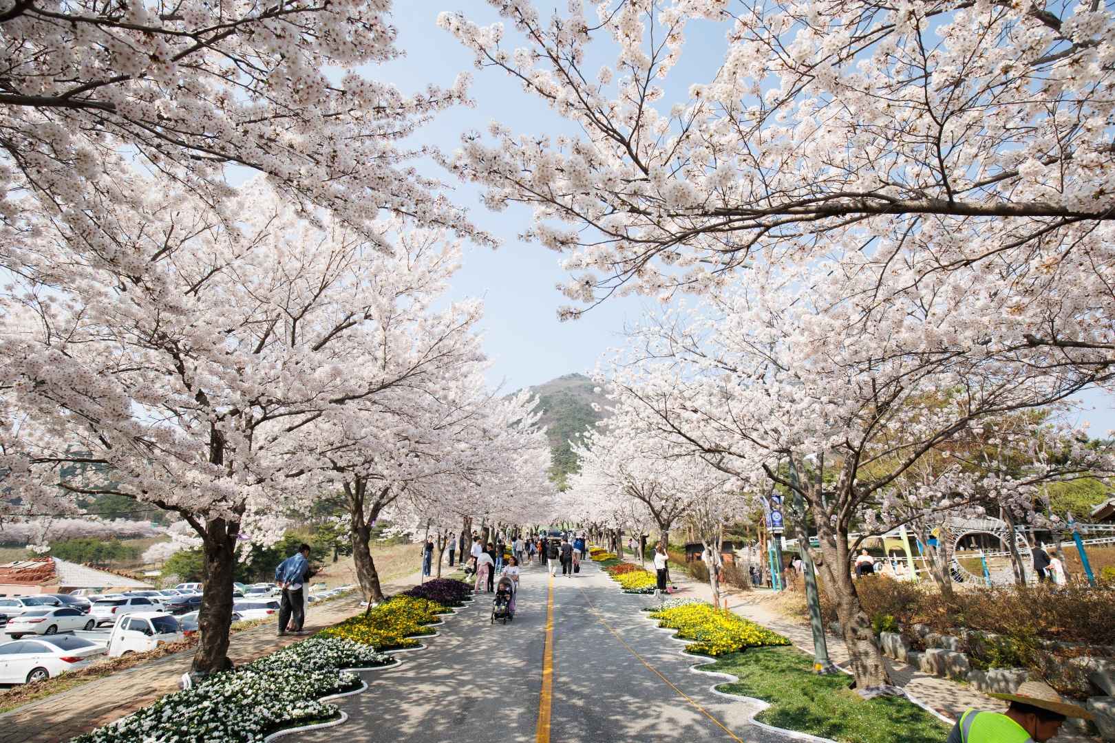 2025 고창 벚꽃축제｜벚꽃 드라이브 코스 축제 일정&middot;개화시기&middot;근처 맛집까지 한번에 보기