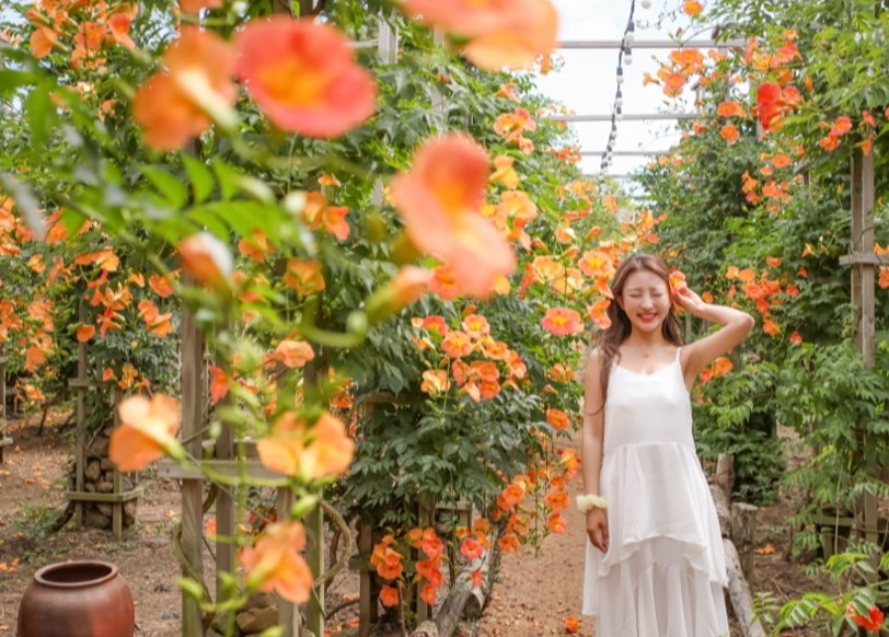 제주 비체올린 능소화 축제