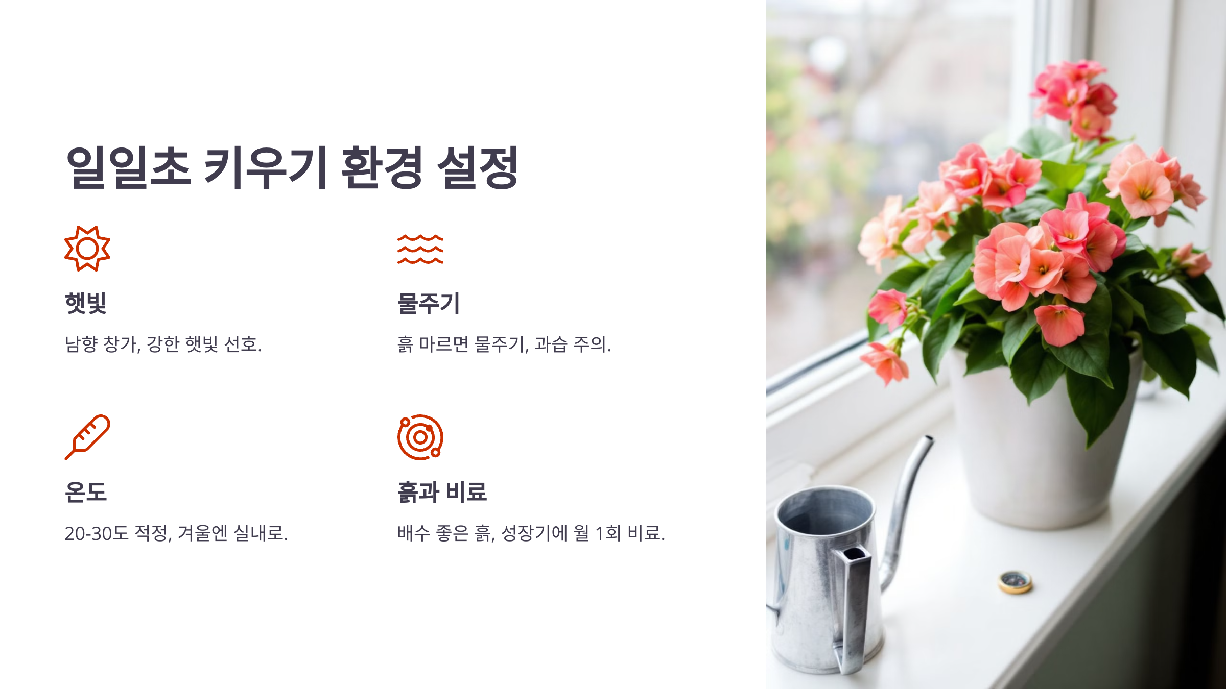 일일초와 관련된 사진입니다.