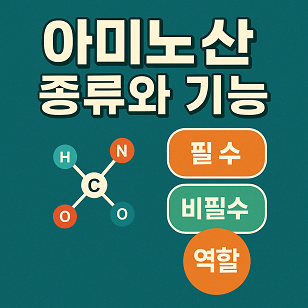 아미노산 종류와 기능 (필수, 비필수, 역할)