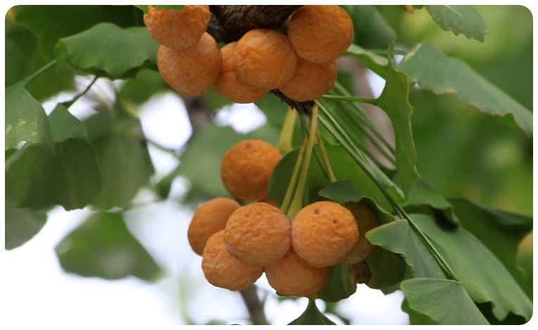 은행의 주요 영양 성분