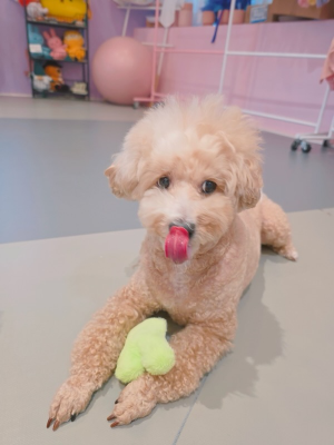 반려견과함께 살 때 꼭 알아야 할 위생관리 방법