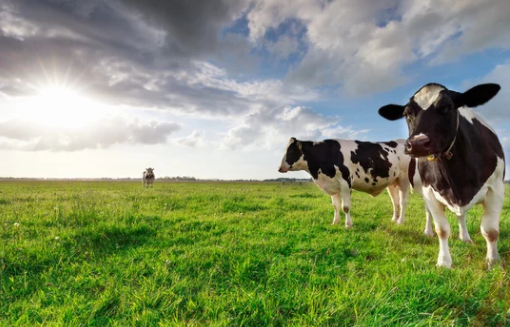 멸균우유와 일반유유 차이