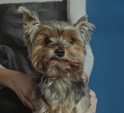 강아지와 그 뒤로 강아지 등에 주인의 손이 올려진 사진
