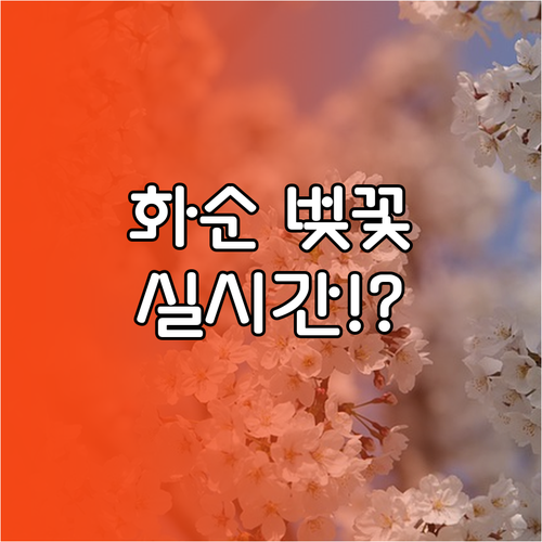 2026년 전남 화순 벚꽃 명소별 특..