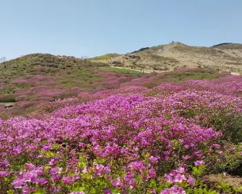 황매산 철쭉축제_21