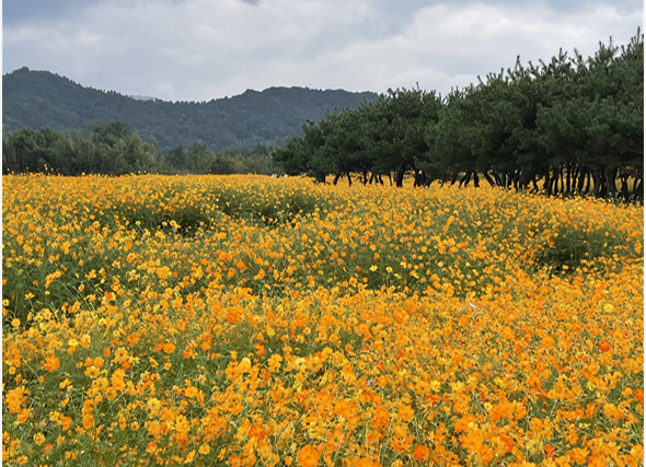황화코스모스 곡성 동화정원