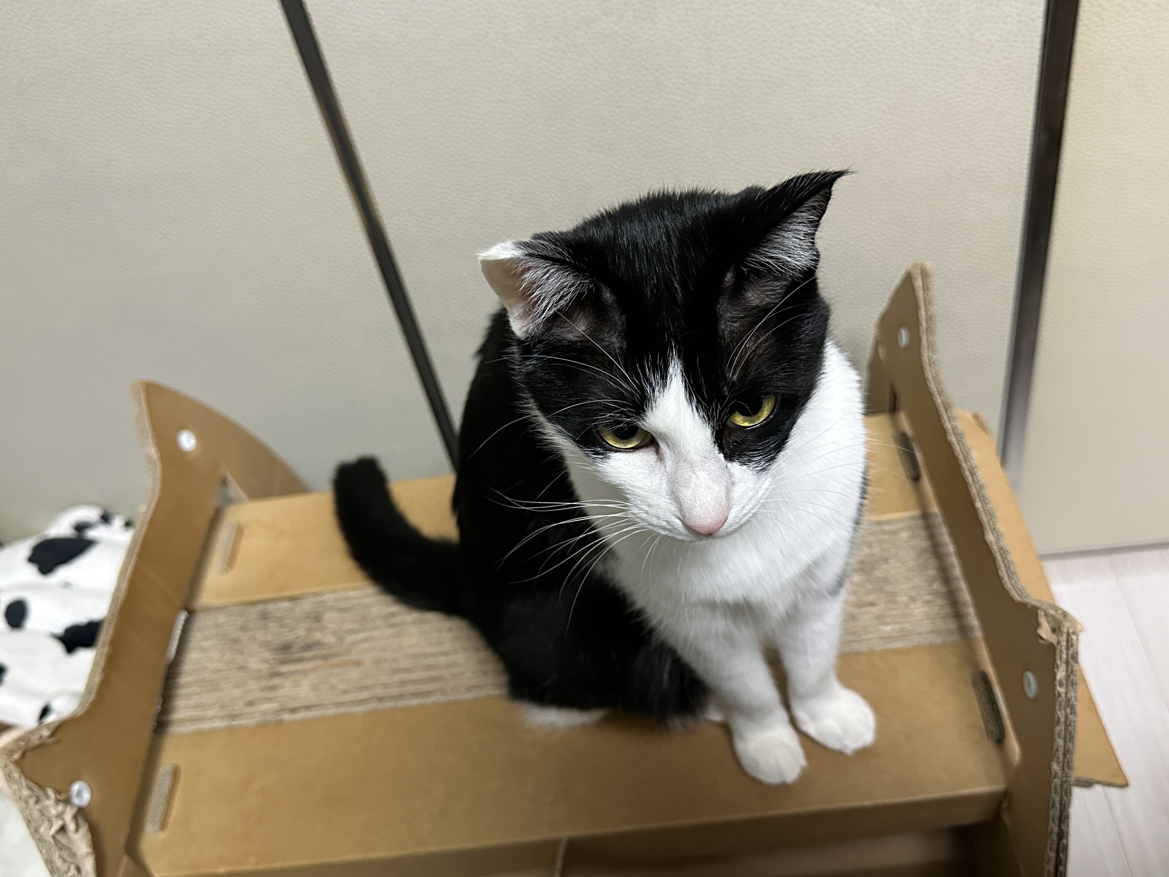 귀여운-라마-친구를-데려왔더니-고양이들-반응이..-(feat.-라마-친구의-아홉냥이네-입성기)