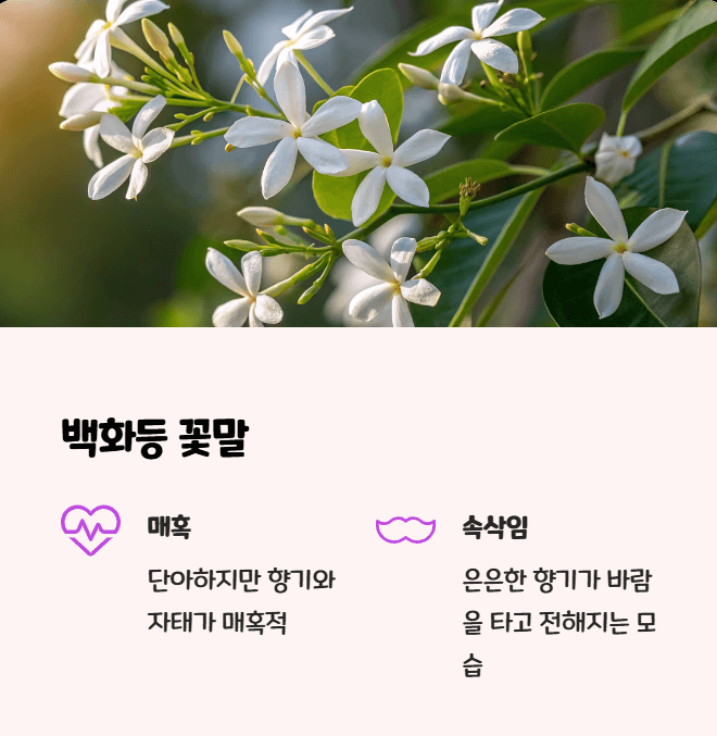 백화등 꽃