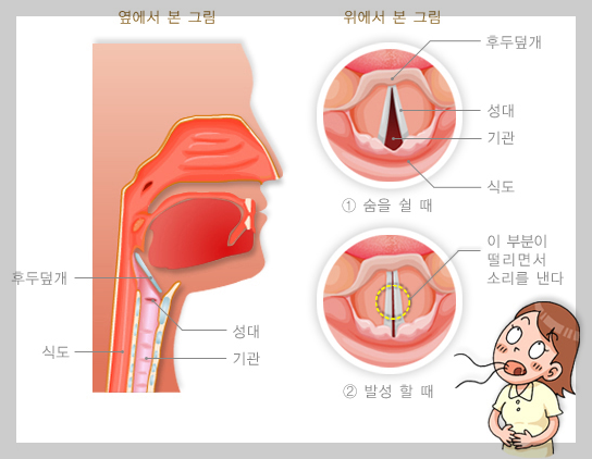성대의 구조와 기능