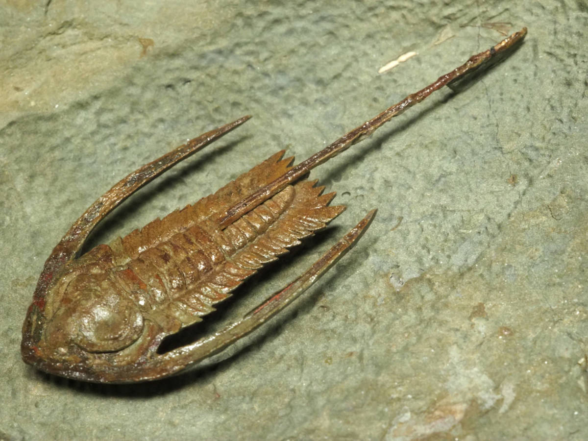 아파토케팔루스