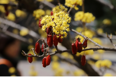 산수유 효능 부작용