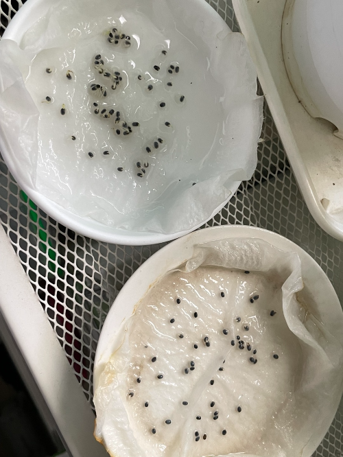 식물 왕초보도 집에서 쉽게 키울 수 있는 잘 안죽는 식물 추천