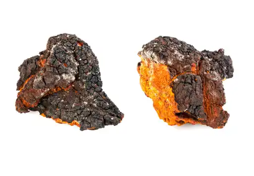 차가버섯 효능효과 영양성분 주의점