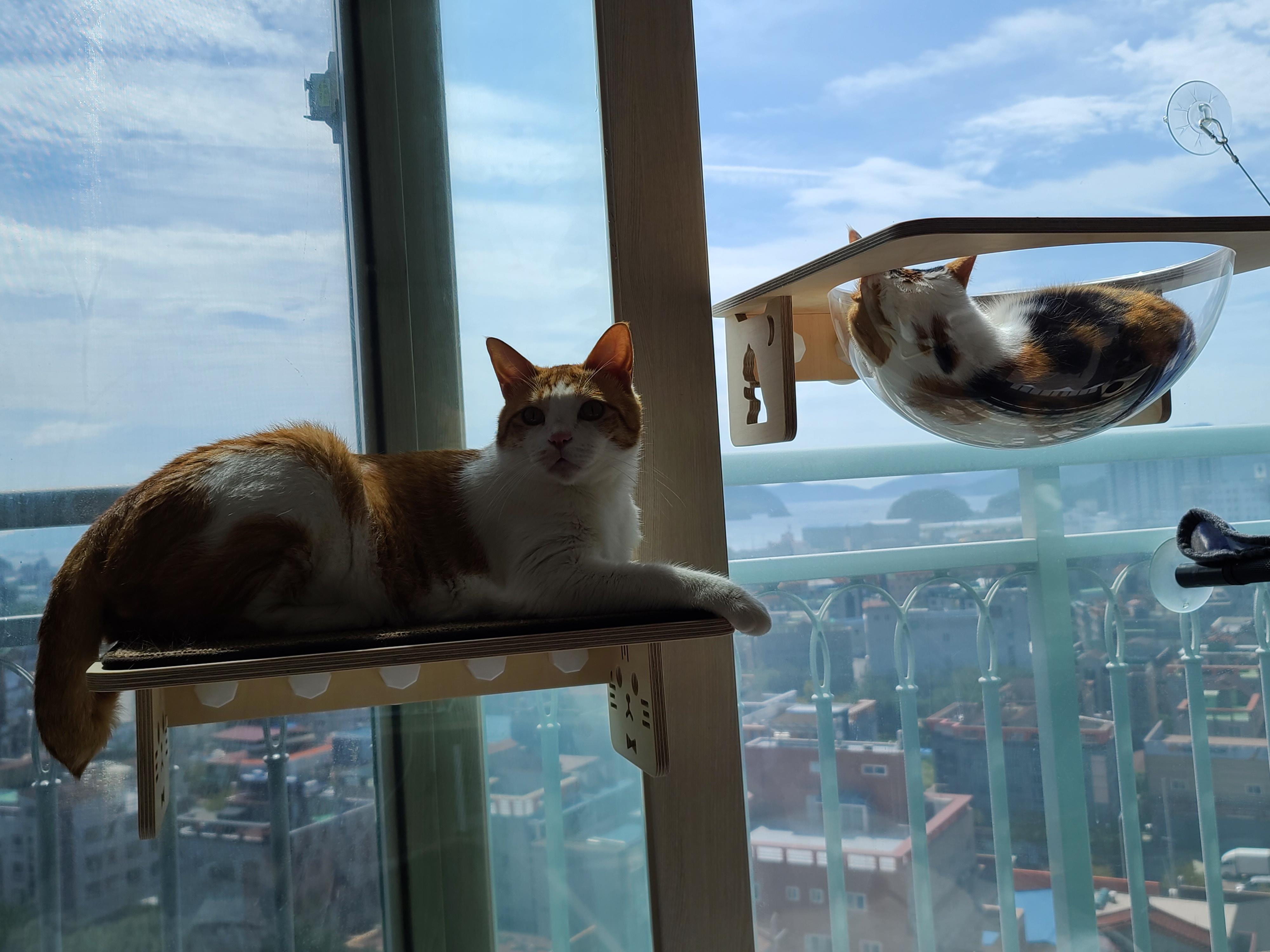 투명캣볼마니아 요미 (feat.잔뜩 눌린 볼따구)