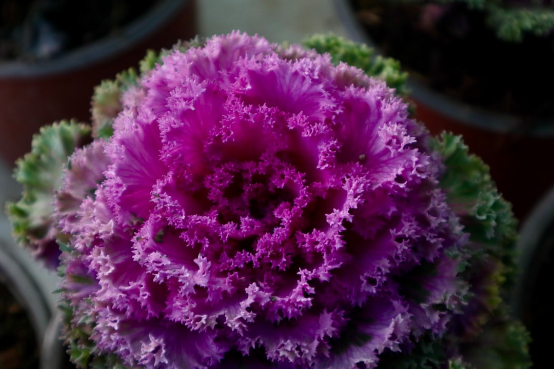 Fall cabbage