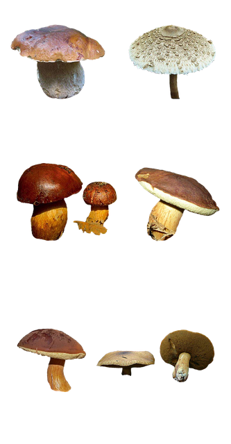 영지버섯