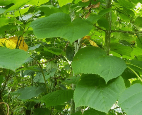 벌나무 즙 진액 효능 복용법 끓여먹는 방법 알아보기