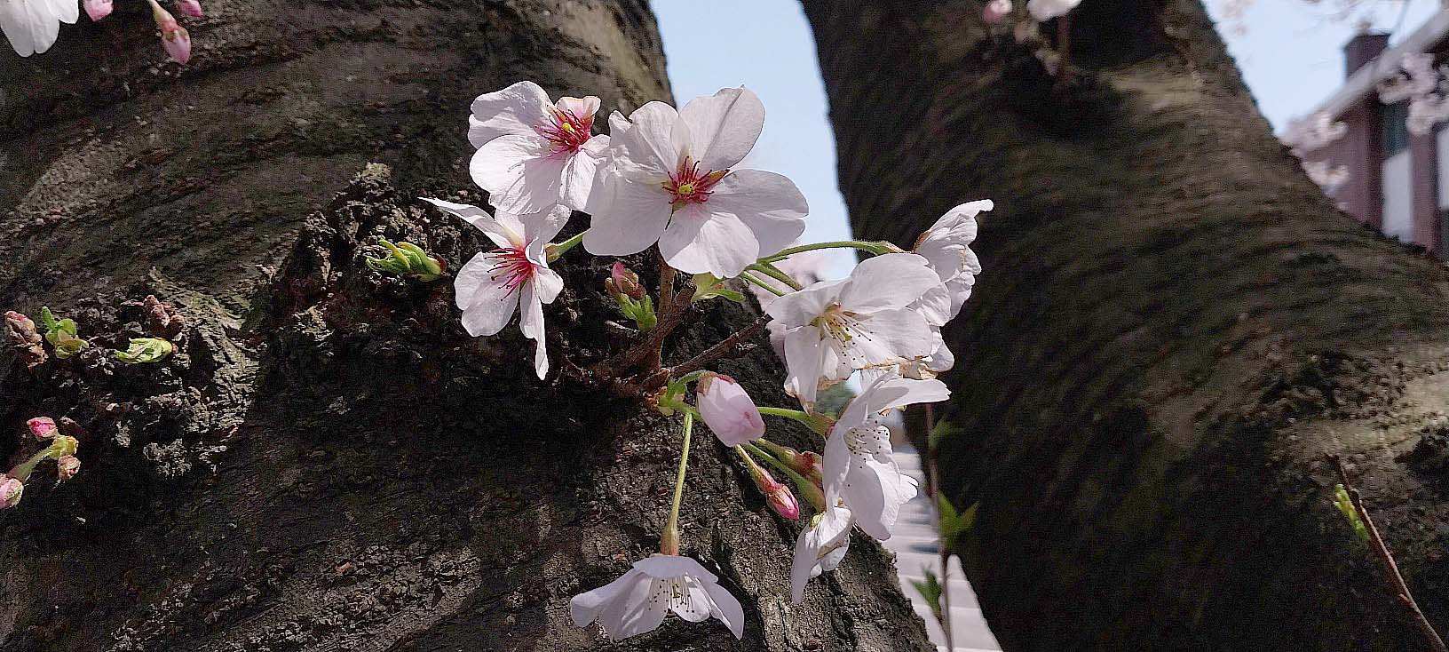 제주 현대연립 벚꽃뷰