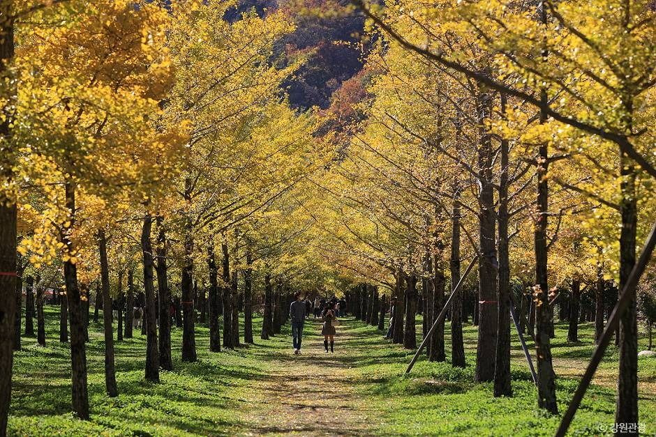 황금빛 가을 정원, 홍천 은행나무숲 사진
